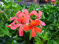 Zygomorphic flowers of a garden geranium (genus Pelargonium)