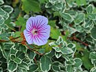 Geranium wallichianum