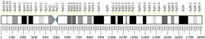 Chromosome 5 (human)