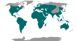 Área de distribución mundial das caprimulxiformes