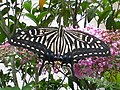 Papilio xuthus, Asian swallowtail