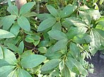 Persea indica（鳄梨属）