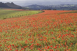 Fontmell Down