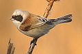 European penduline-tit