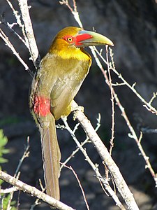 Toucan de Baillon (Baillonius bailloni)