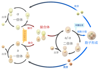 S.cerevisiae life cycle