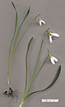 Galanthus gracilis