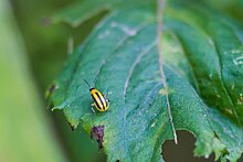 A striped cucumber beetle on a leaf