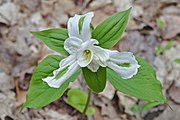 Trillium grandiflorum with virescent petals