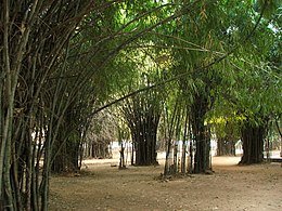 Pepohonan bambu