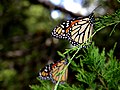 Monarch butterfly, by Drumguy8800