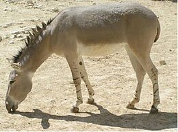 Somalinis asilas (Equus africanus somaliensis)