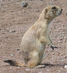 Black-tailed Prairie Dog-Wichita Mountain Wildlife Refuge-1.jpg