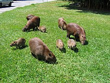 famille de Capybaras au bord d'une route