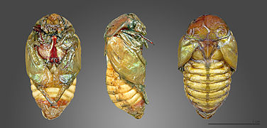 Pupa.