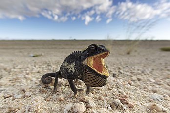 Un Chamaeleo namaquensis en posture menaçante, dans le désert du Namib, en Namibie. Son nom d'espèce lui vient de son lieu de découverte, le Namaqualand. (définition réelle 4 000 × 2 666)