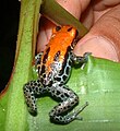 Dendrobates reticulatus