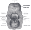 Foramen caecum