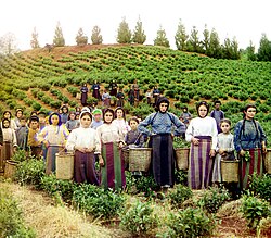 קבוצת קוטפות תה בגוריה, בין 1905 ו-1915