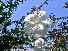 All white hibiscus in Karnal India