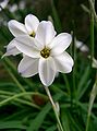 ハナニラ Ipheion uniflorum