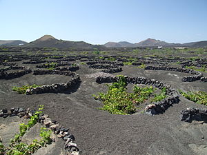 Denna typ av gropar kallas "zocos" och allt vin på Lanzarote odlas på detta sätt. Sorten heter Malvasia de Lanzarote.[2]
