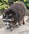 Raccoon