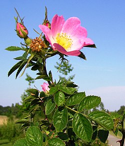 Rosa rubiginosa.