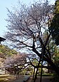 山桜