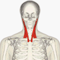 胸鎖乳突筋の位置 アニメーション