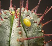 Após 1 dia sobre Euphorbia horrida.