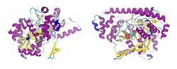 Alanin-Aminotransferase