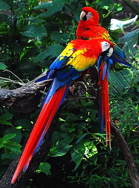 Dois espécimes no Lowry Park Zoo, Estados Unidos