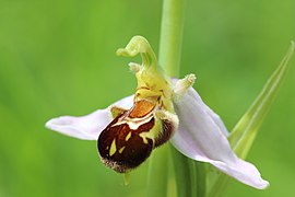 Mimic: flower of Bee Orchid, Ophrys apifera mimics a female bee to attract male bees as pollinators.