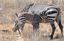 Zebra gunung sedang menyusui anaknya