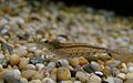 Japanse garnaal (Caridina japonica)