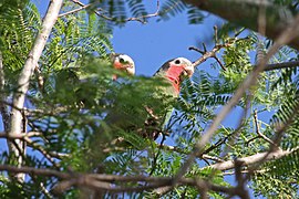 Amazone de Cuba (Amazona leucocephala)