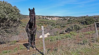 Chevaux à Fournes-Cabardès.