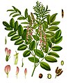 G. glabra de la Koehler's Medicinal-Plants