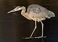 Image 104Great blue heron on a frozen pond in Green-Wood Cemetery