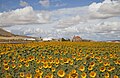 5. Napraforgóföld (Helianthus annuus), a háttérben a Nuestra Señora de La Blanca templommal (Spanyolország, Cardejón) (javítás)/(csere)