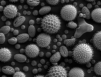 Pollens de quelques plantes à fleurs courantes en Amérique du Nord : tournesol, volubilis, rose trémière (Sildalcea malviflora), lys (Lilium auratum), onagre (Oenothera fruticosa) et ricin commun (Ricinus communis) observés au microscope électronique à balayage (grandissement X500). (définition réelle 1 228 × 935)