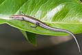 Metallic Skink