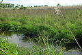 Vue de Carex Oasi WWF Palude Busatello à Gazzo Veronese Italie