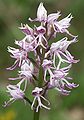 Orchis simia.