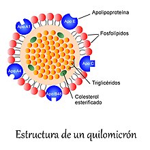 Quilomicronestructura.jpg