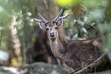 Rusa Timor (Rusa timorensis) liar di kawasan Taman Nasional Ujung Kulon (TNUK), Pandeglang, Banten. Rusa Timor merupakan hewan asli Pulau Jawa, Bali, dan Timor yang masuk dalam daftar merah IUCN karena terancam oleh perusakan habitat dan perburuan ilegal.