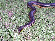 F. erytrogramma in southern Georgia, showing dorsal coloration