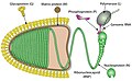 Cápside de la familia Rhabdoviridae que infecta animales, plantas, hongos y protistas.