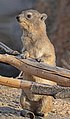 Image 11 Rock hyrax Photograph: Charles J. Sharp The rock hyrax (Procavia capensis), also known as the dassie, is one of four living species of the order Hyracoidea, and the only living species in its genus. Like all hyraxes, it is a medium-sized terrestrial mammal between 4 kilograms (9 lb) and 5 kilograms (11 lb) in mass, with short ears and tail. The rock hyrax is found across Africa and the Middle East, at elevations up to 4,200 metres (13,800 ft). It resides in habitats with rock crevices which it uses to escape from predators. Along with the other hyrax species and the manatee, these are the animals most closely related to the elephant. More selected pictures